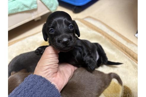 成約済の千葉県のカニンヘンダックスフンド(ロングヘアード)-363049の2枚目